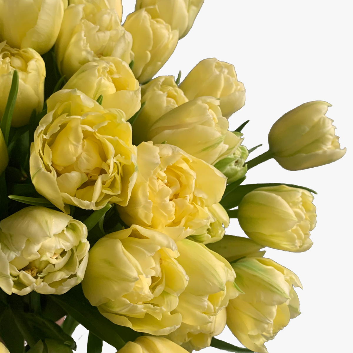 Tulips (Not available for same day delivery) Grasse Floral