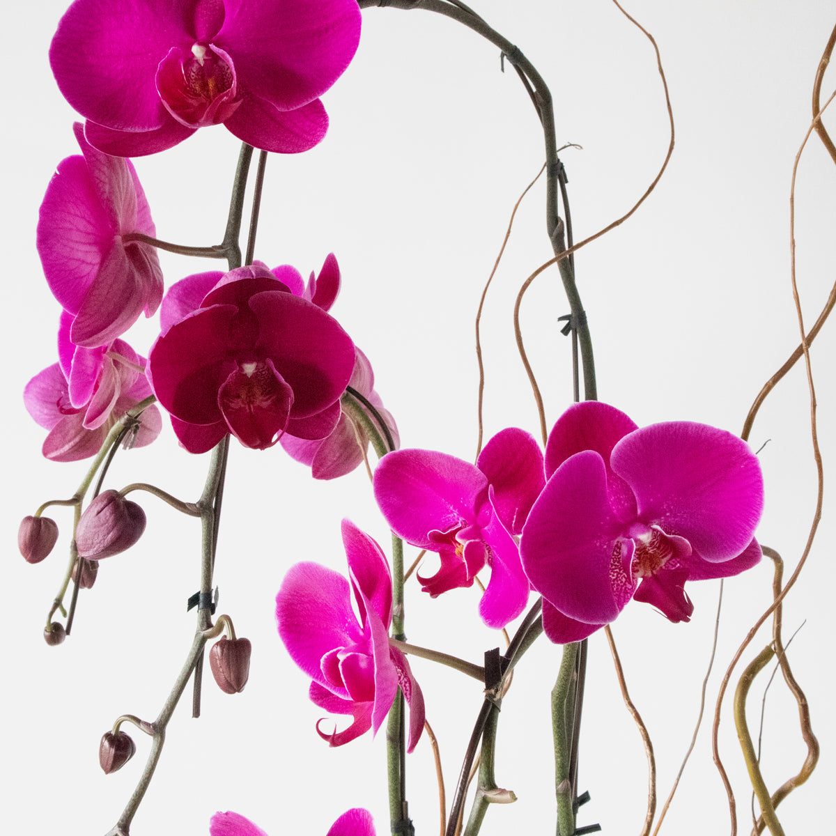 Magenta Orchid