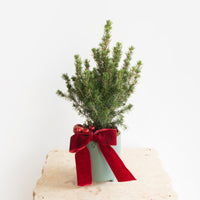 Merlot Alberta Mini Pine Tree DB Studio