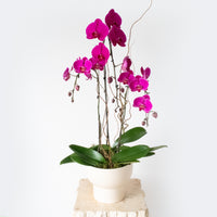 Magenta Orchid