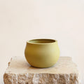 Bowl Shape Vase - Yellow DB Studio