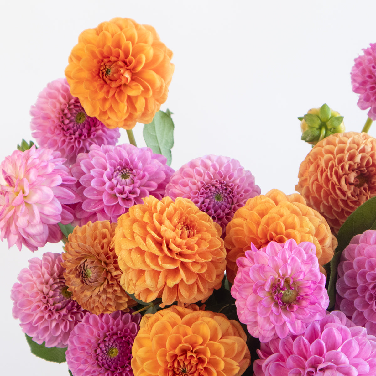 Dahlia Bright and Cheerful Vase Designer Blooms Canada