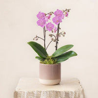 Mini Double Pink Orchid DB Studio