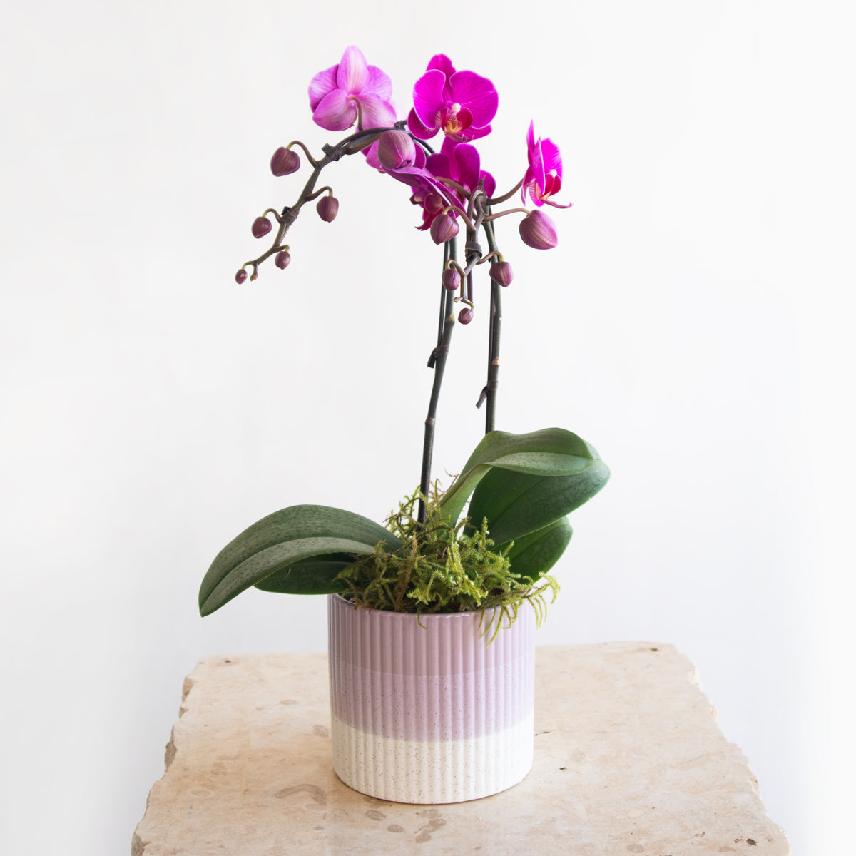 Mini Orchid Planter DB Studio