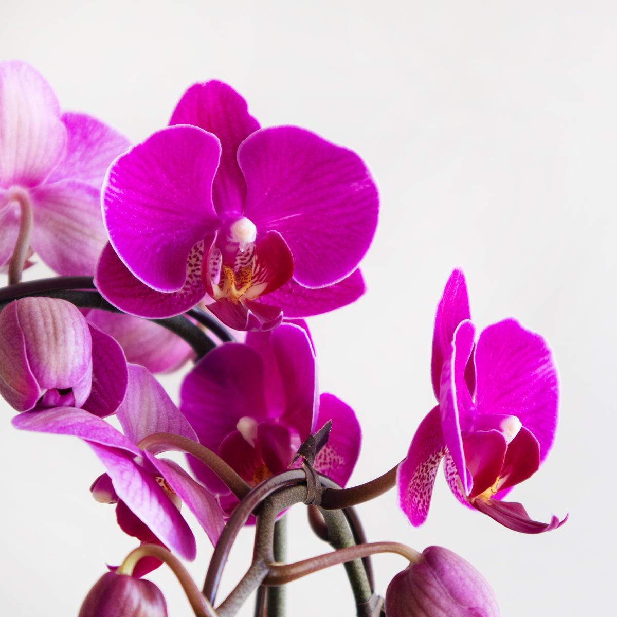 Mini Orchid Planter DB Studio