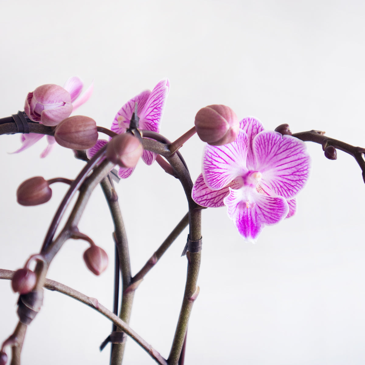 Mini Orchid Planter Designer Blooms Canada