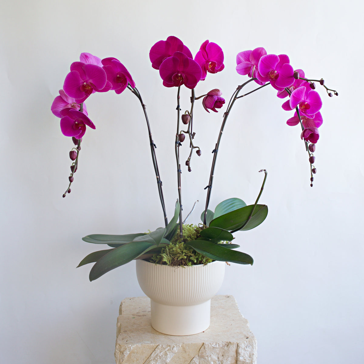 Magenta Orchid DB Studio