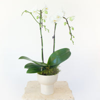 Mini Double Orchid Planter DB Studio