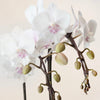Mini White Orchid DB Studio