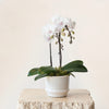 Mini White Orchid DB Studio