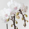 Mini Double White Orchids DB Studio