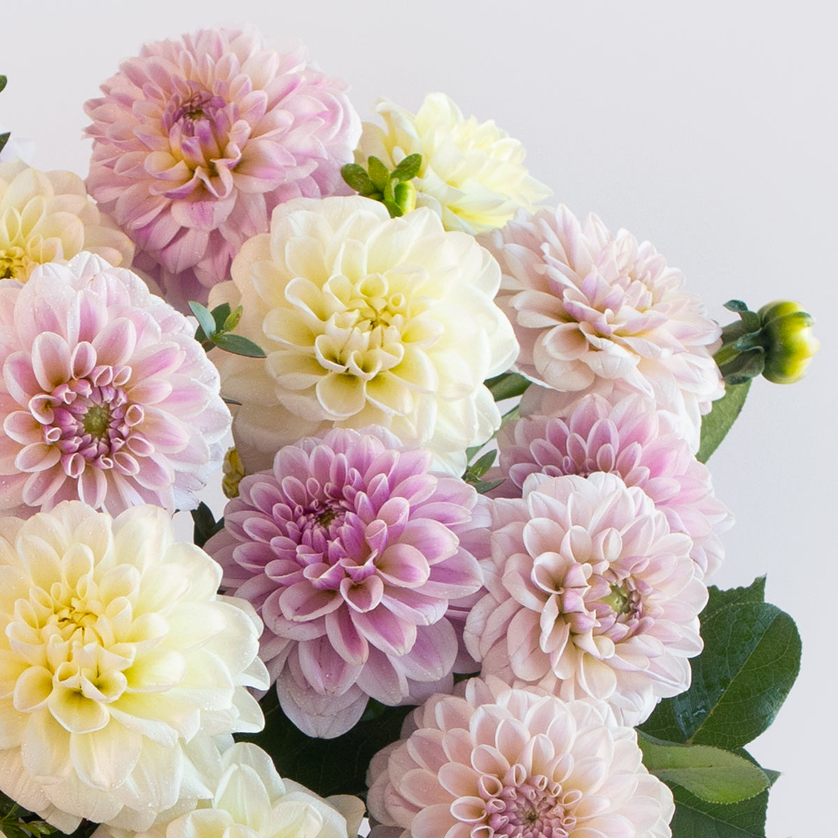 Dahlia Sweet and Loving Vase Designer Blooms Canada