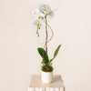 White Orchid DB Studio
