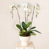 White Orchid DB Studio