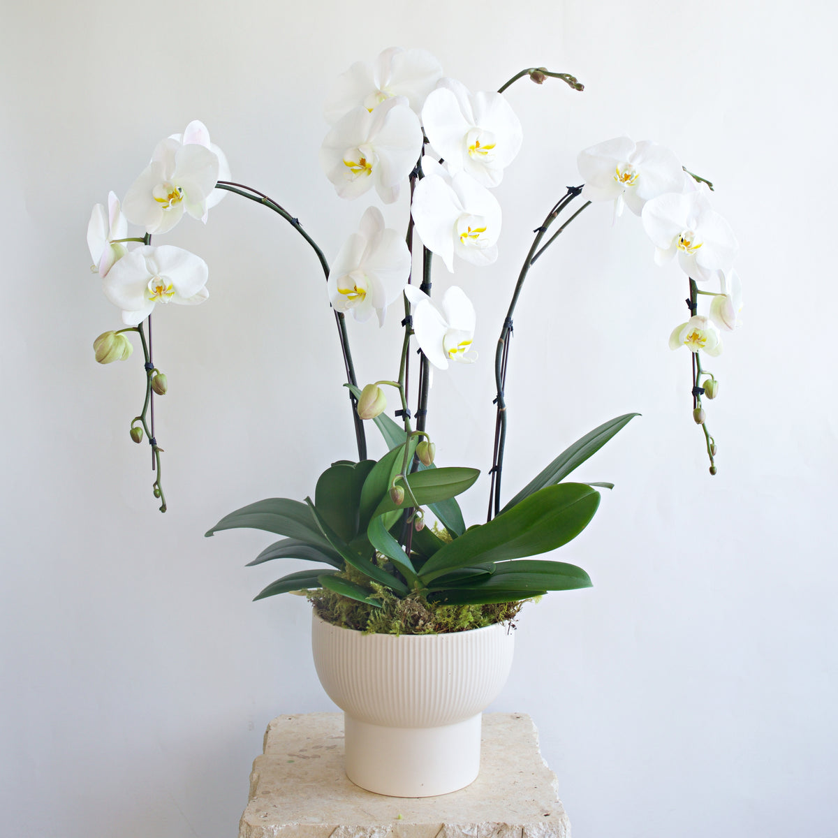 White Orchid DB Studio