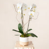 White Orchid DB Studio