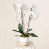 White Orchid DB Studio