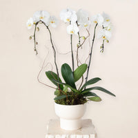 White Orchid DB Studio