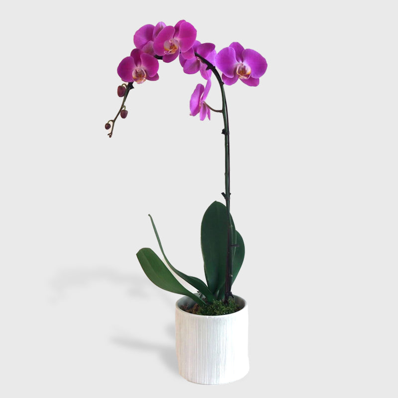 Pink Samui Orchids DB Studio