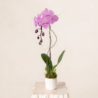 Pink Orchid DB Studio