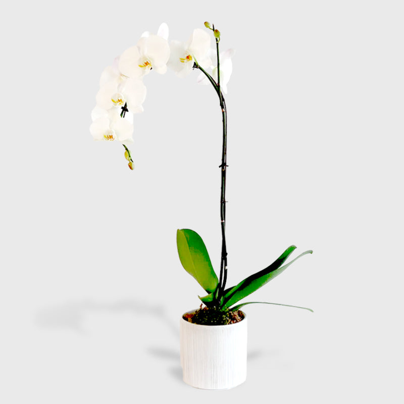 White Samui Orchids DB Studio