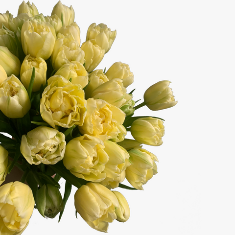 Tulips Designer Blooms Canada